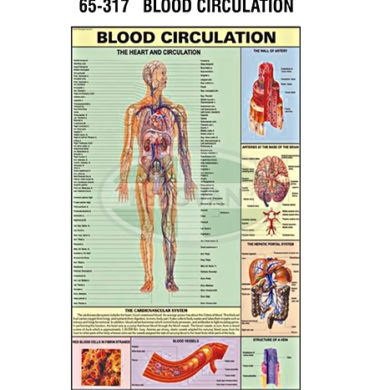 MS Chart – Blood Circulation Synthetic 65317