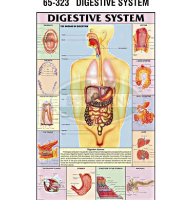 MS Chart – Digestive System Synthetic 65323