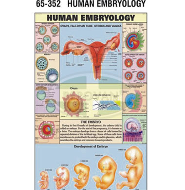 MS Chart – Human Embryology 65352