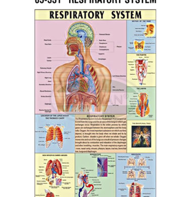 MS Chart – Respiratory System Synthetic 65331