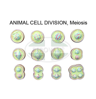 MS H-Animal Cell Div-Meiosis