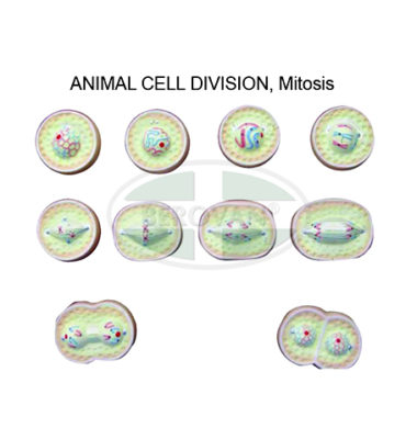 MS H-Animal Cell Div-Mitosis
