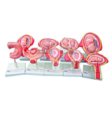 MS Human Development (Set-9) 66-340