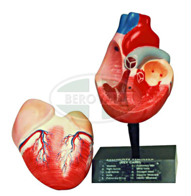 MS Human Heart (4-Parts) 66-312S