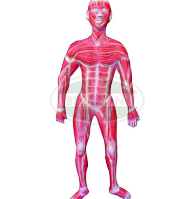 MS Human Muscles Model 66-365