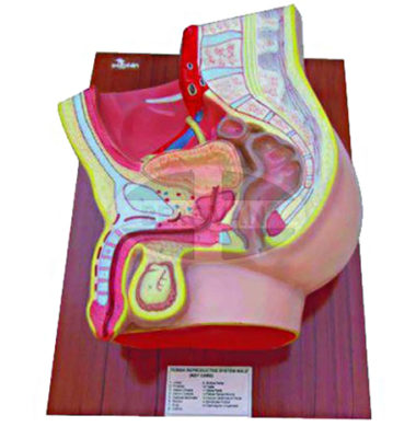 MS Human Reproductive Male 66-327