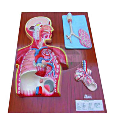MS Human Respiratory System 66-330