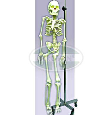 MS Human Skeleton 5′ W/ Stand 66-352