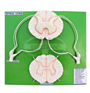 MS Human Spinal Cord Model 66-378
